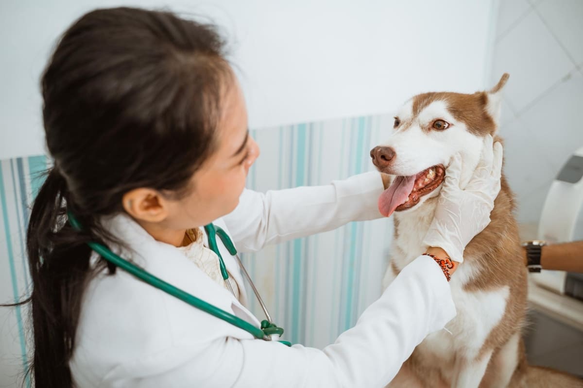 veteriner hekim kontrolünde ağzı açık köpek