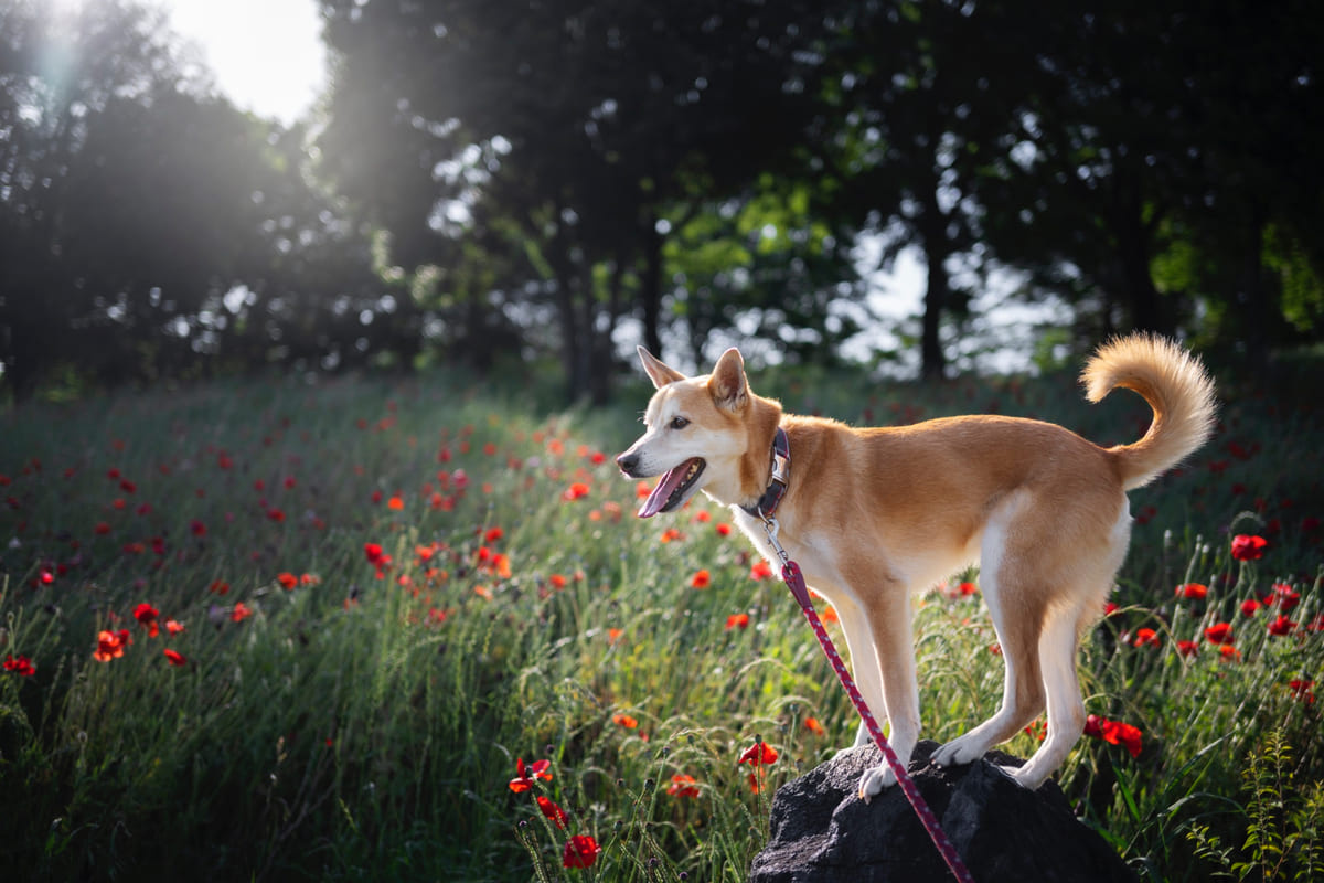 ormanlık alanda tasmasıyla duran köpek