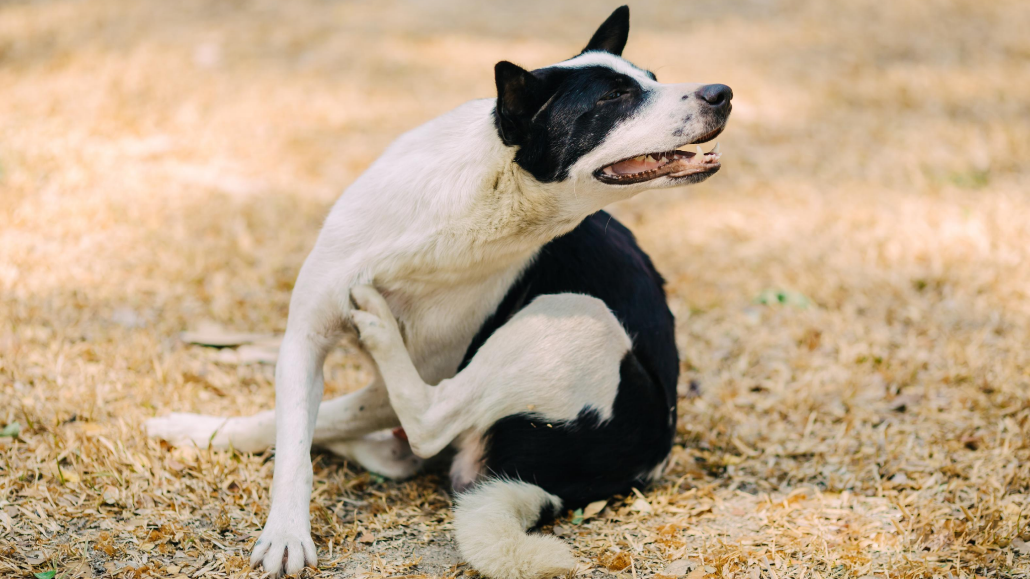 kaşınan siyah beyaz köpek