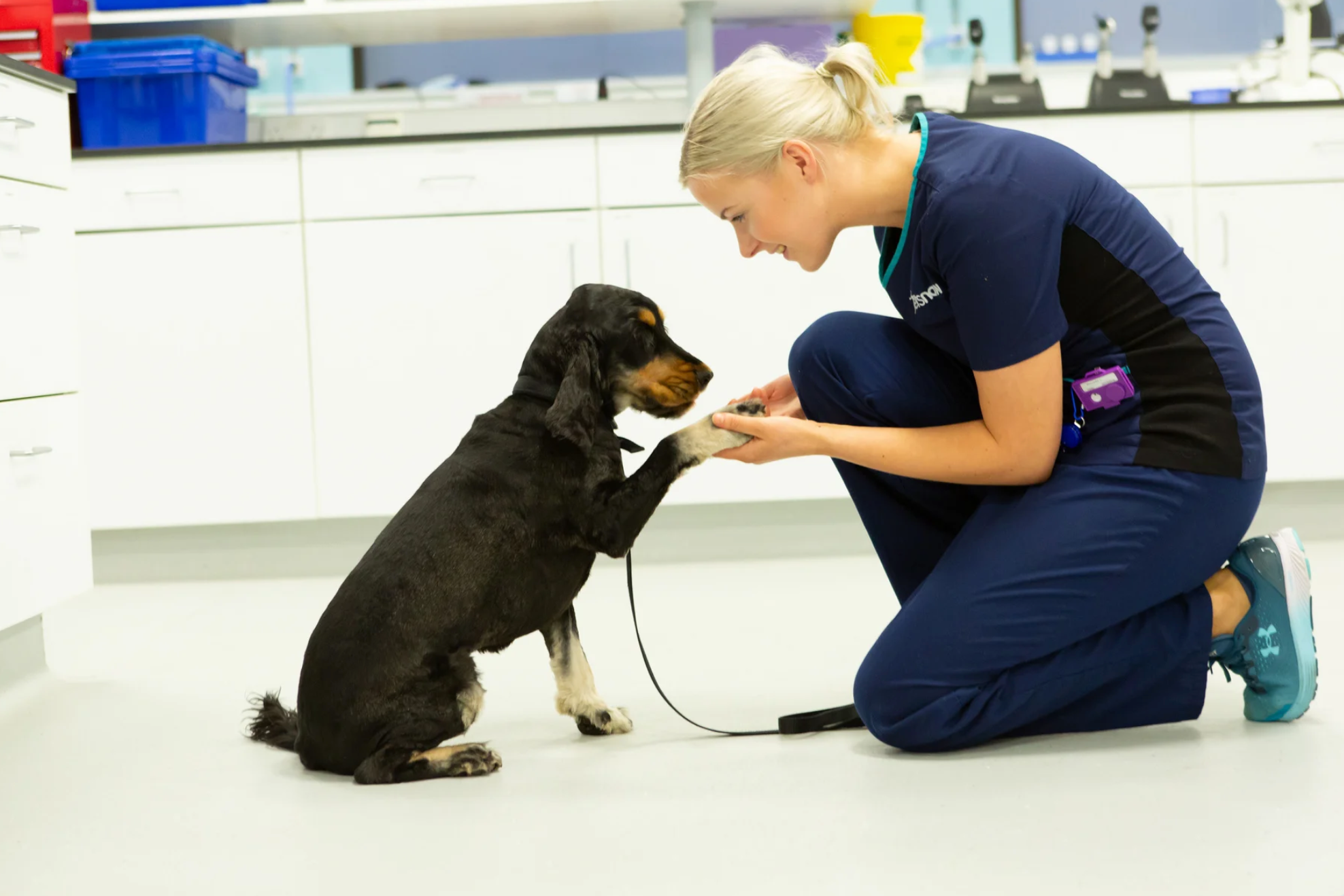 black dog checked by veterinarian