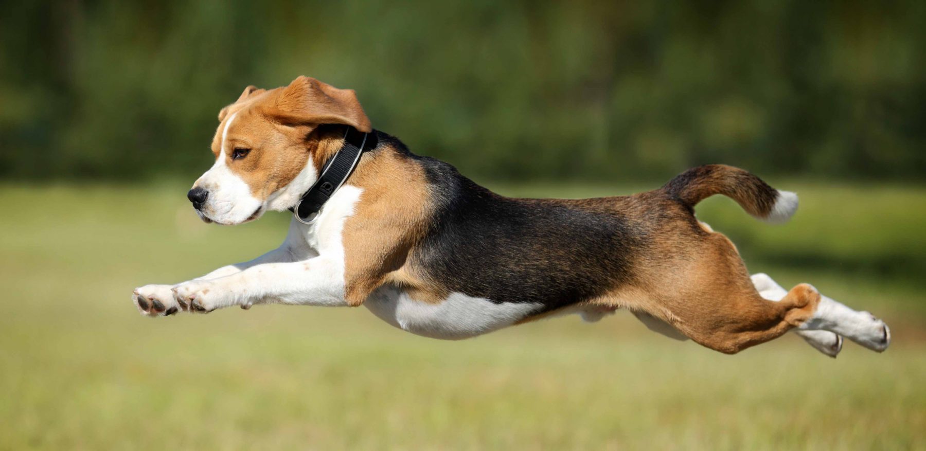 dog jumping forward