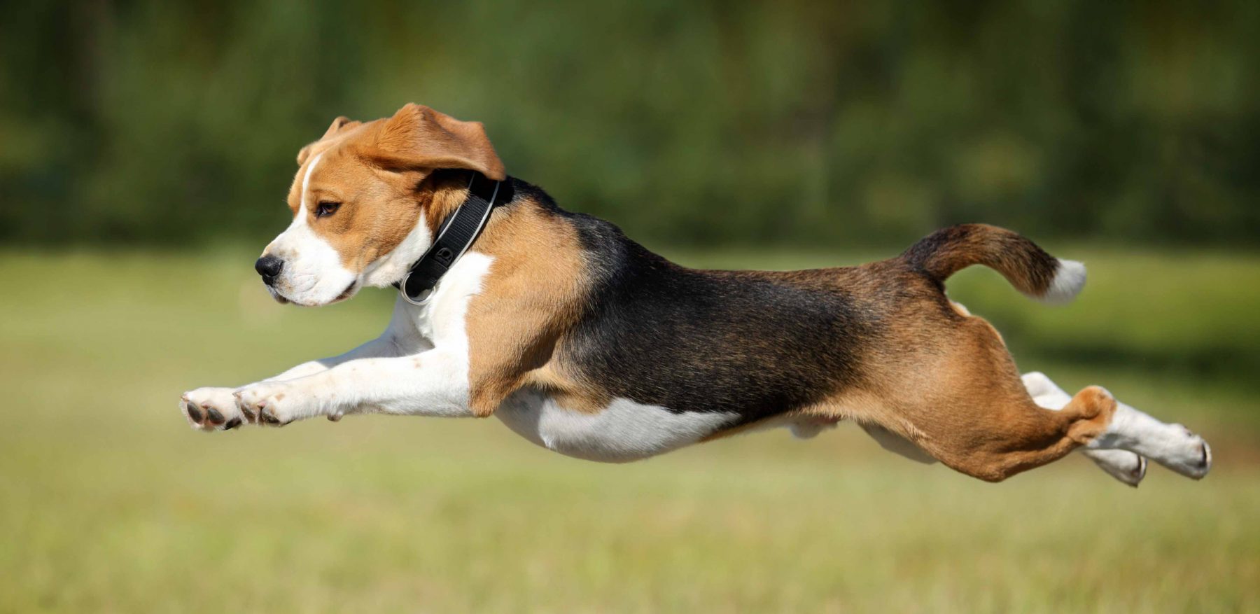 ileri doğru atlayan köpek