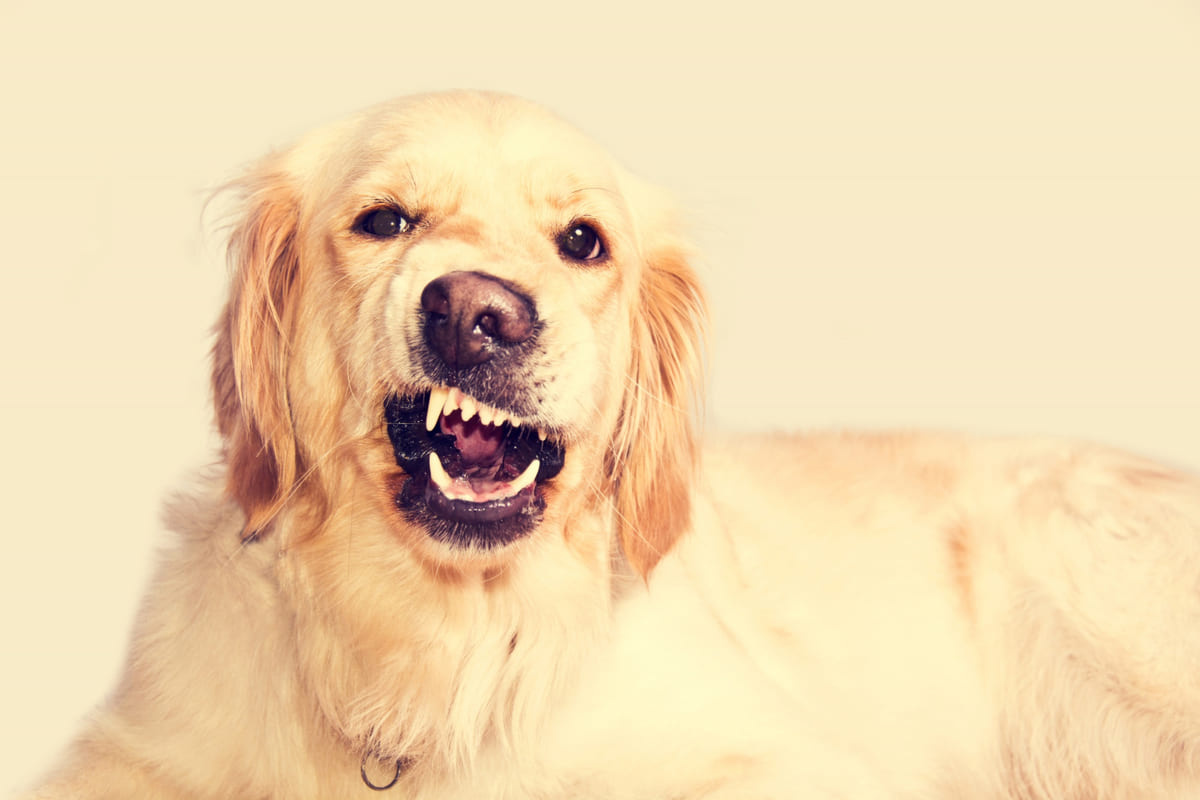 ağzını yamultup dişlerini gösteren Golden Retriever