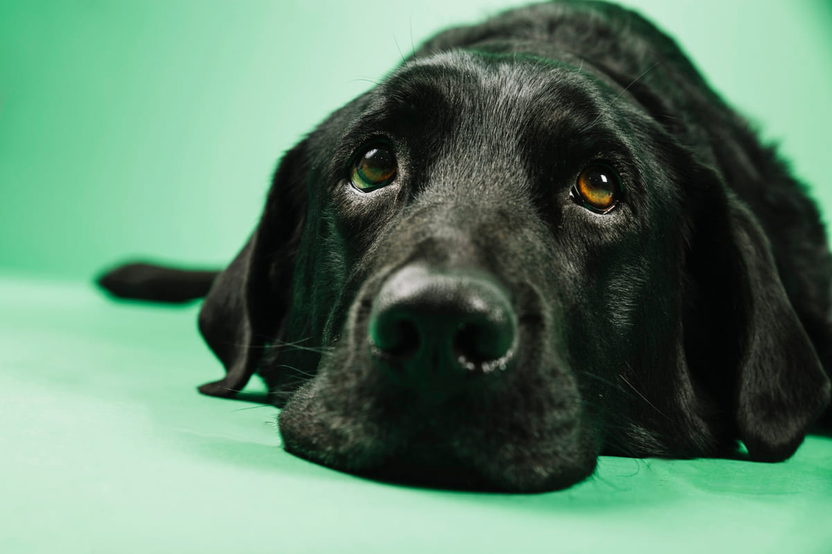 üzgün yatan yüzünü zemine dayamış köpek
