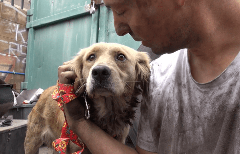 yangından kaçmış köpek ve sahibi