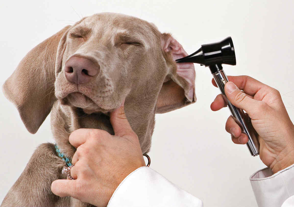kulağına otoskop ile bakılan köpek