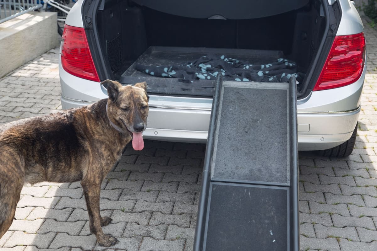 rampayla arabaya çıkan büyük ırk köpek