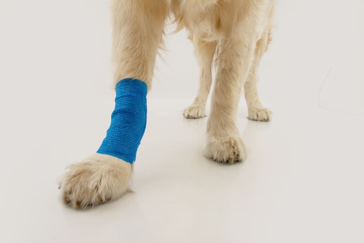 patisi sarılı köpek