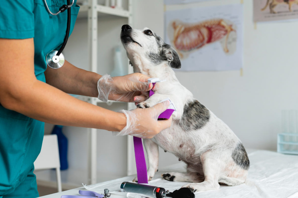 tedavi gören köpek