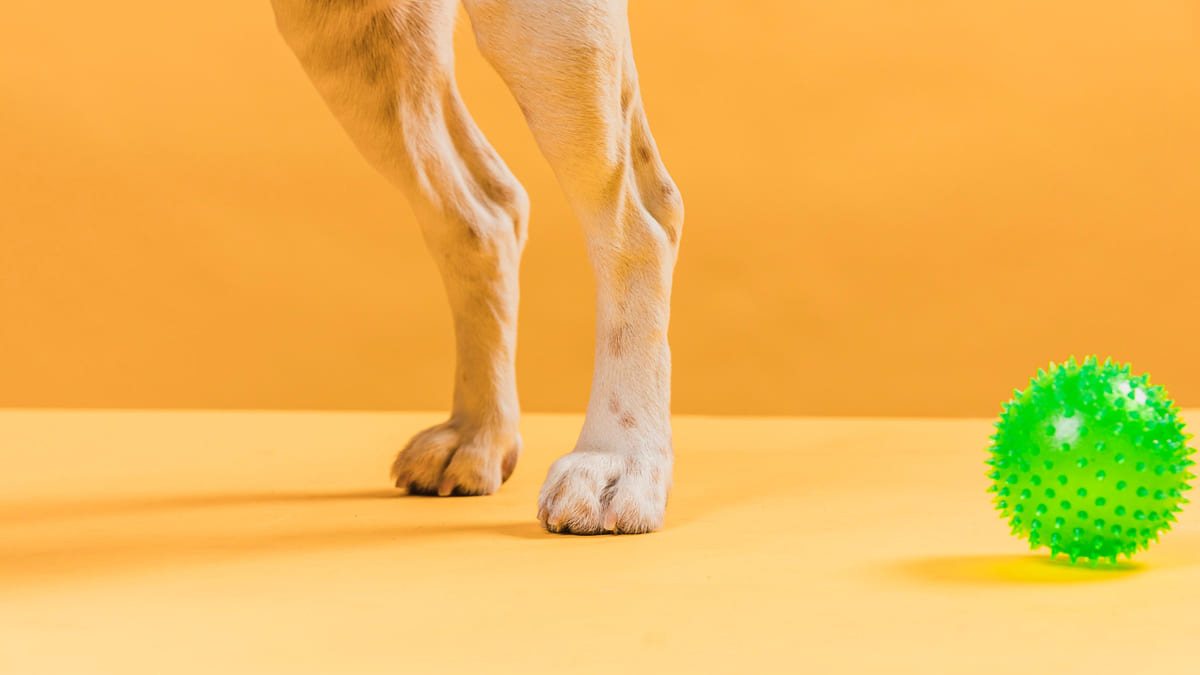 köpek ve oyuncakları