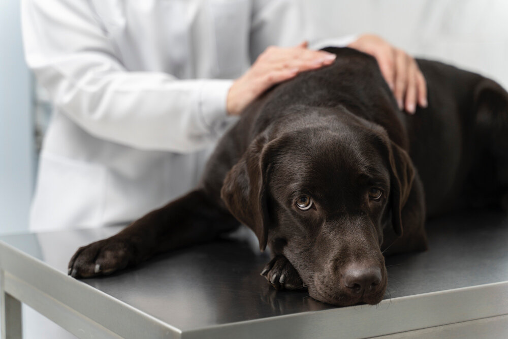 veteriner hekim tarafından muayene edilen siyah büyük köpek