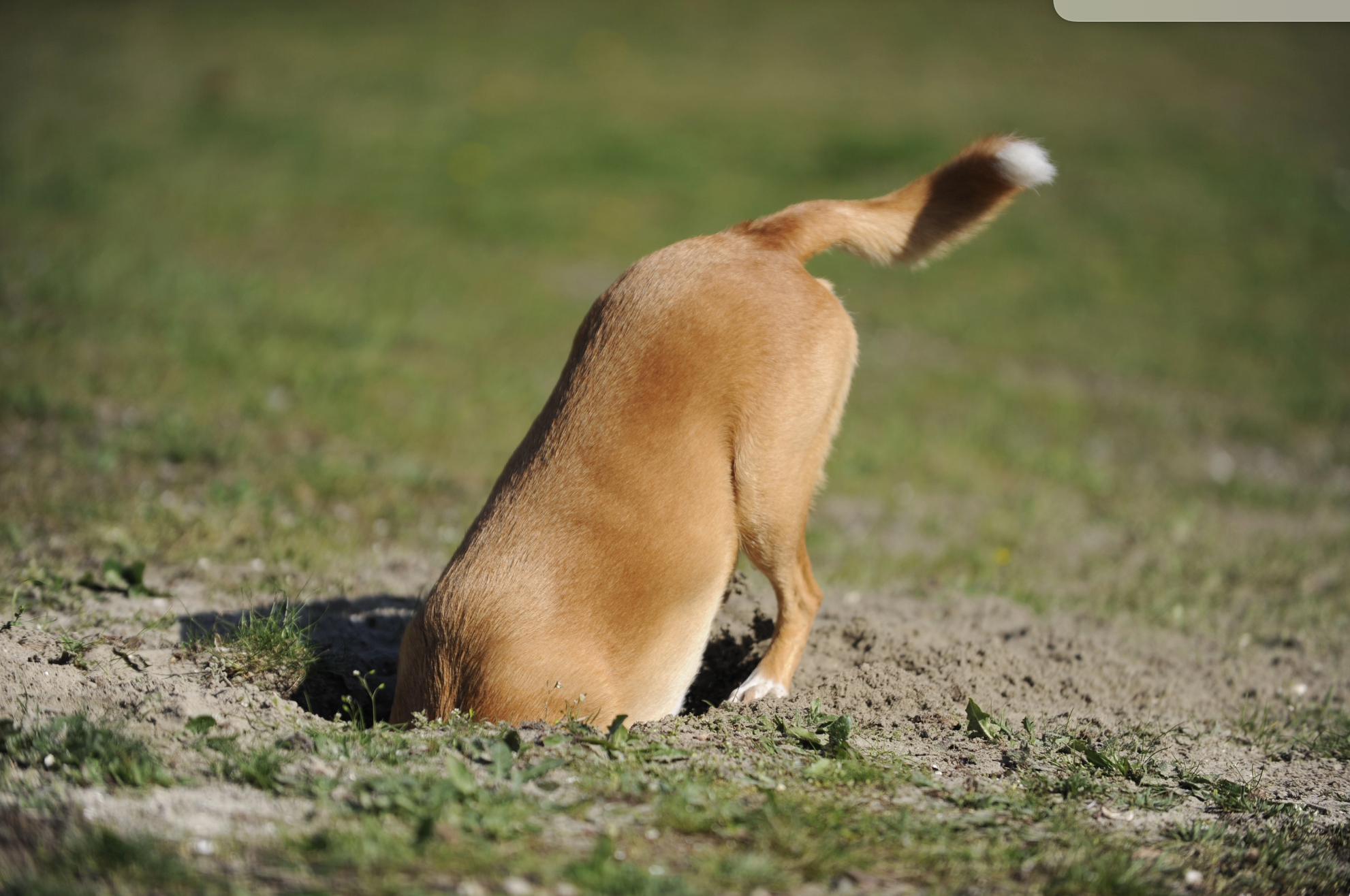 toprağı eşeleyen köpek