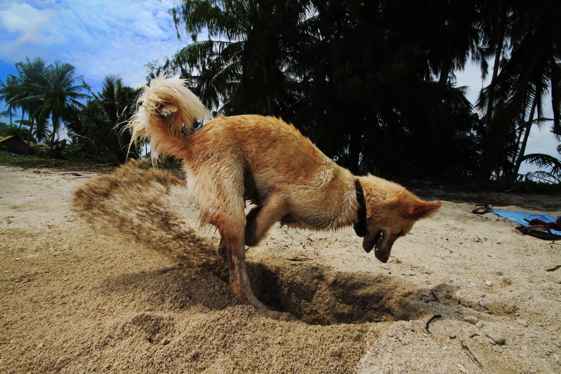 hızla toprak kazan köpek