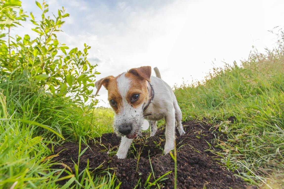 toprağı kazan kahverengi beyaz tüylü köpek
