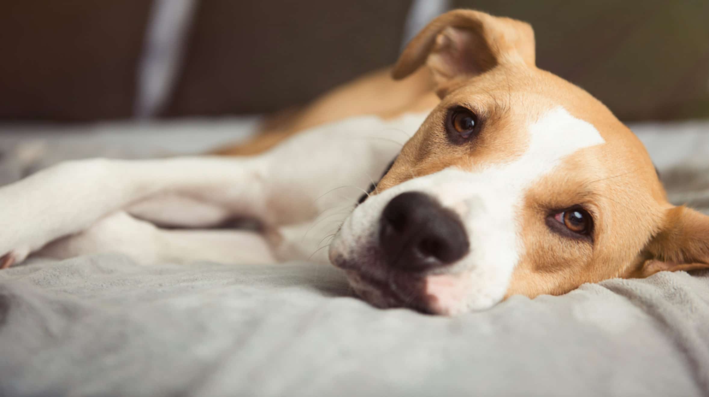 uzanmış kahverengi beyaz tüylü köpek