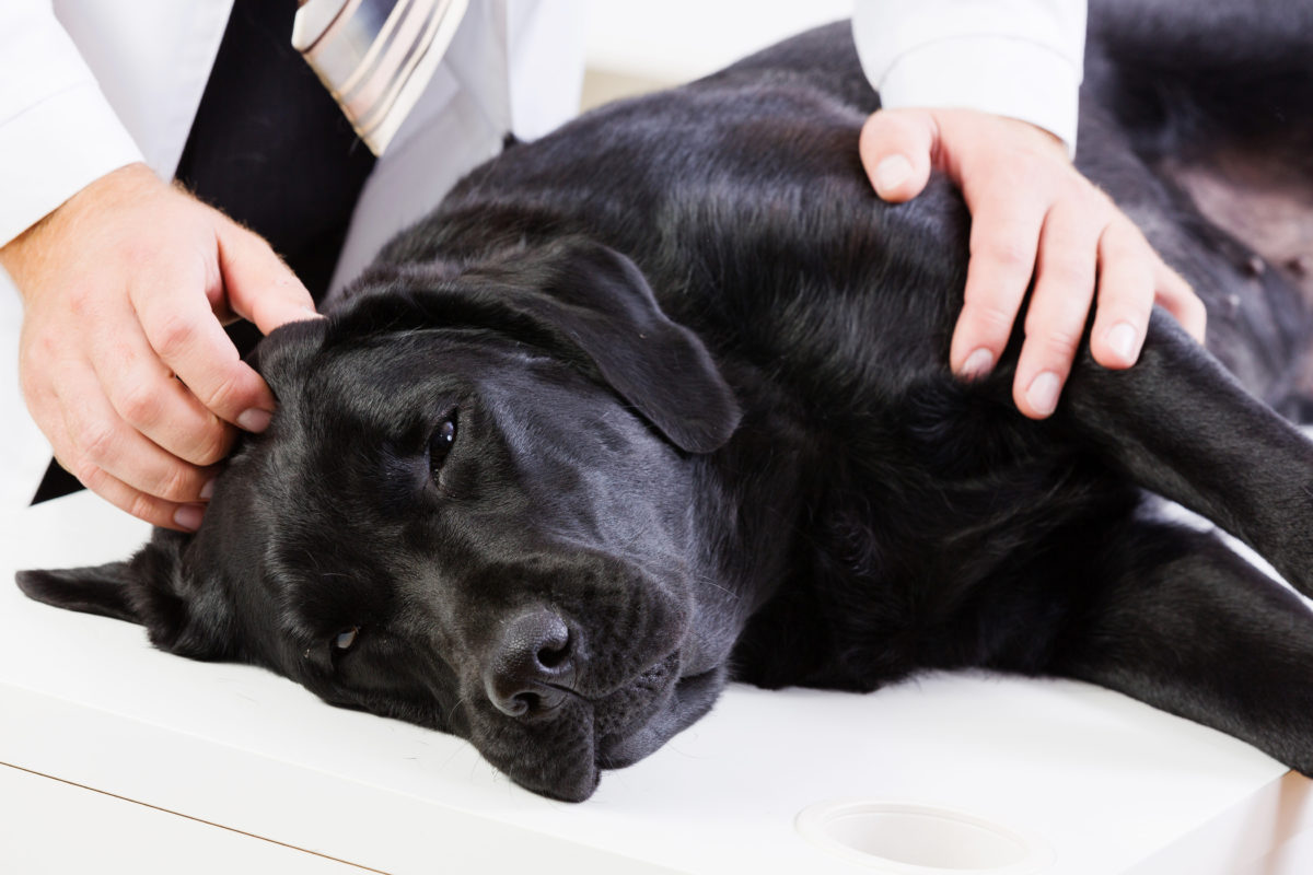 veteriner hekim tarafından muayene edilen köpek