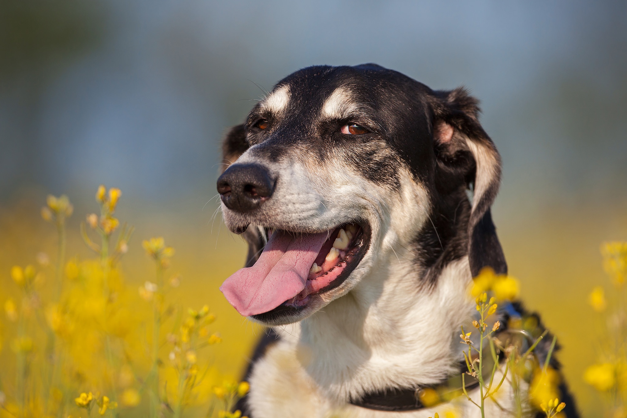 güneş altında vakit geçiren köpek