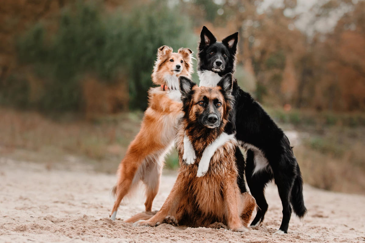 3 köpek bir arada