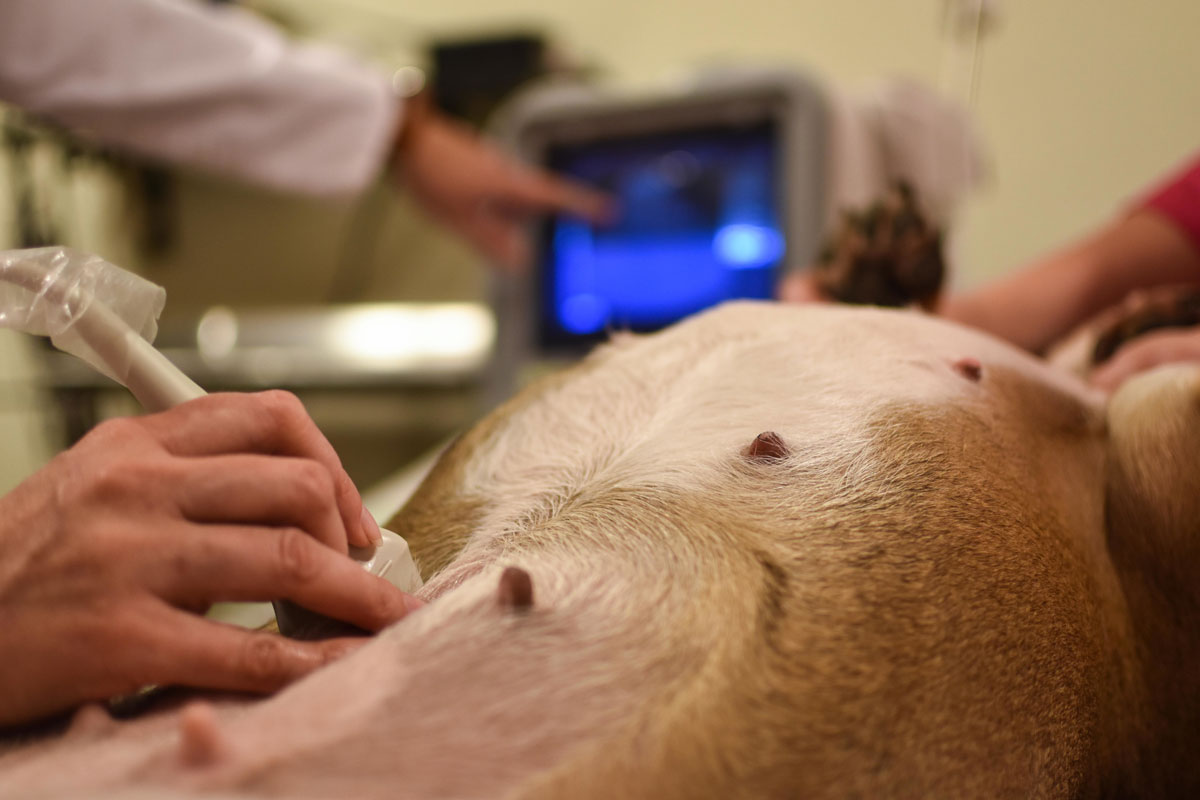 ultrason kontrolünde köpek