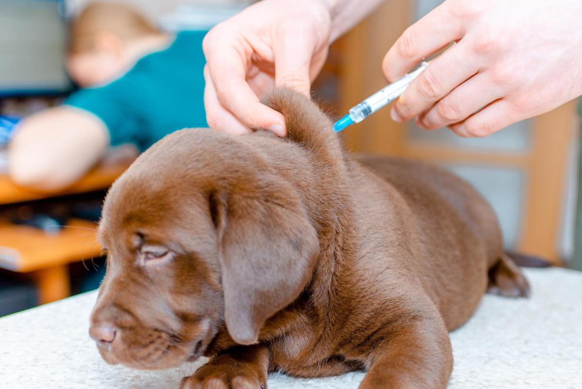 aşı vurulan kahverengi yavru köpek