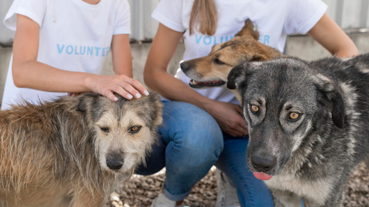 barınakta gönüllüler tarafından sevilen köpekler
