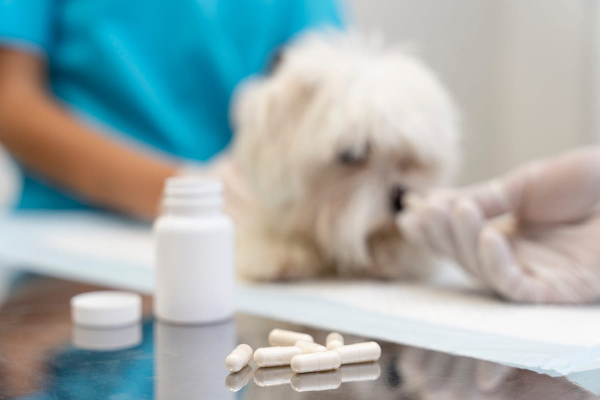 beyaz terrier veteriner kliniğinde ilaç tedavisi görüyor