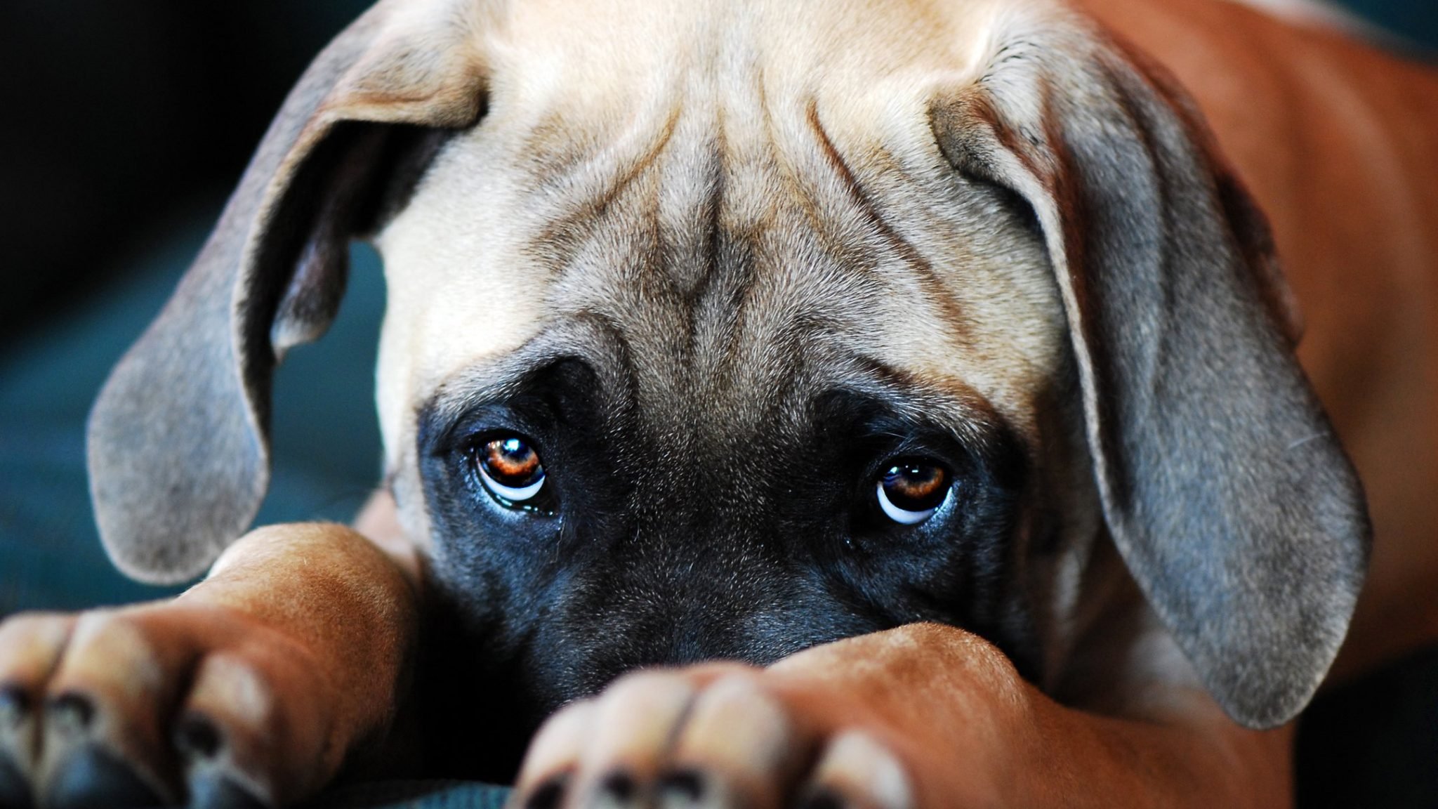 üzgün görünen uzun kulaklı masum bakışlı köpek