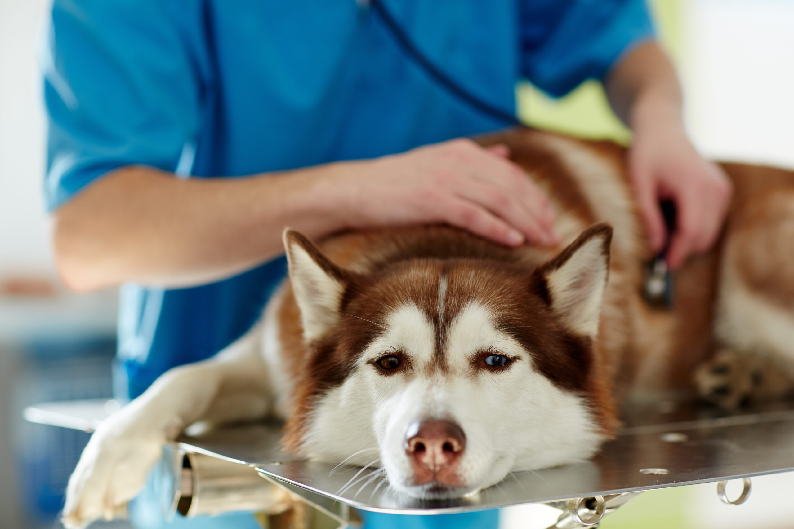 veteriner hekim tarafından kontrol edilen mavi gözlü köpek
