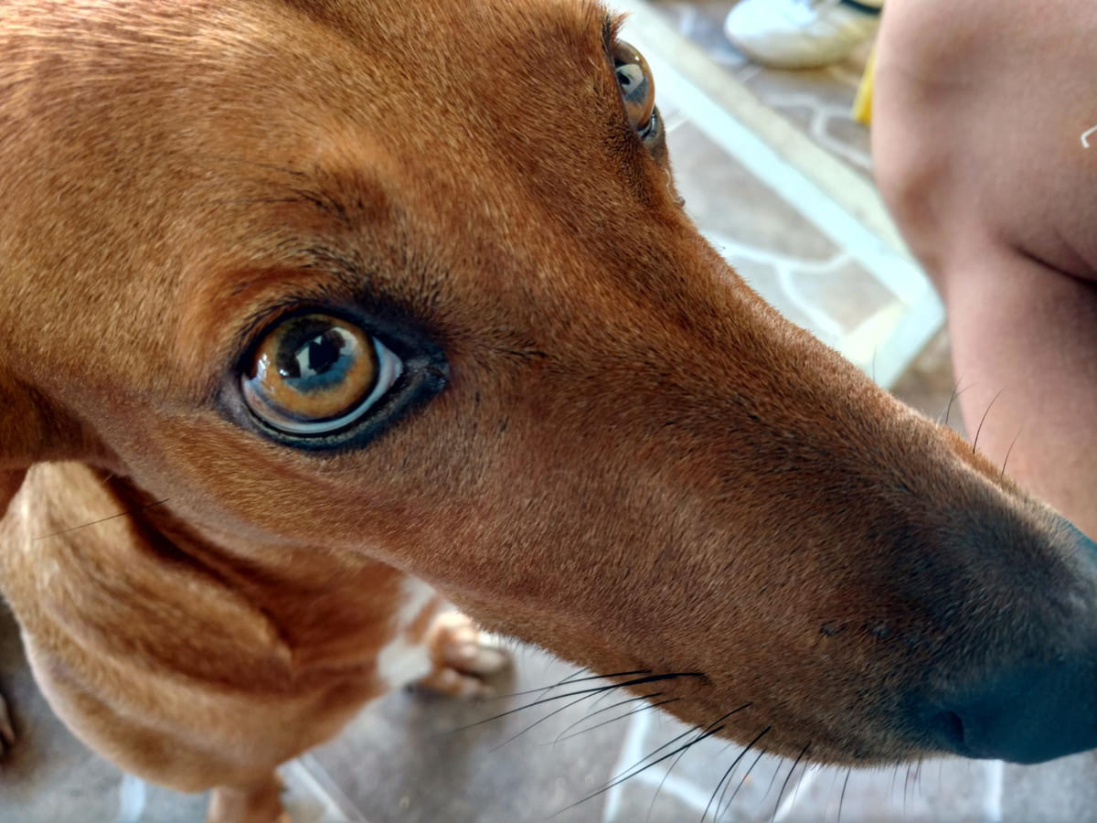 kısa renkte kahverengi tüylere sahip kahverengi gözlü köpek