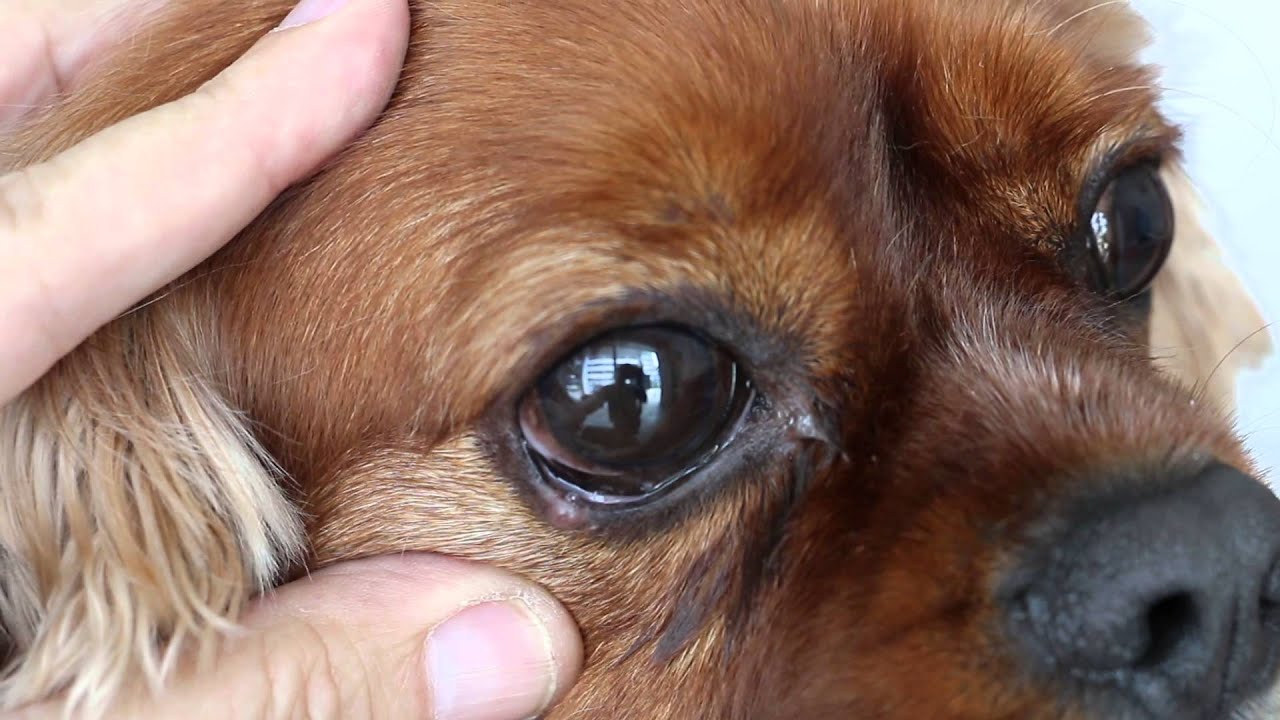 brown big-eyed dog's eyelids parting
