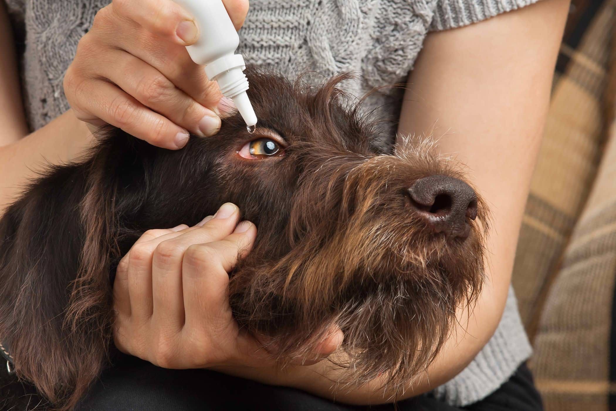 brown dog being instilled with eye drops