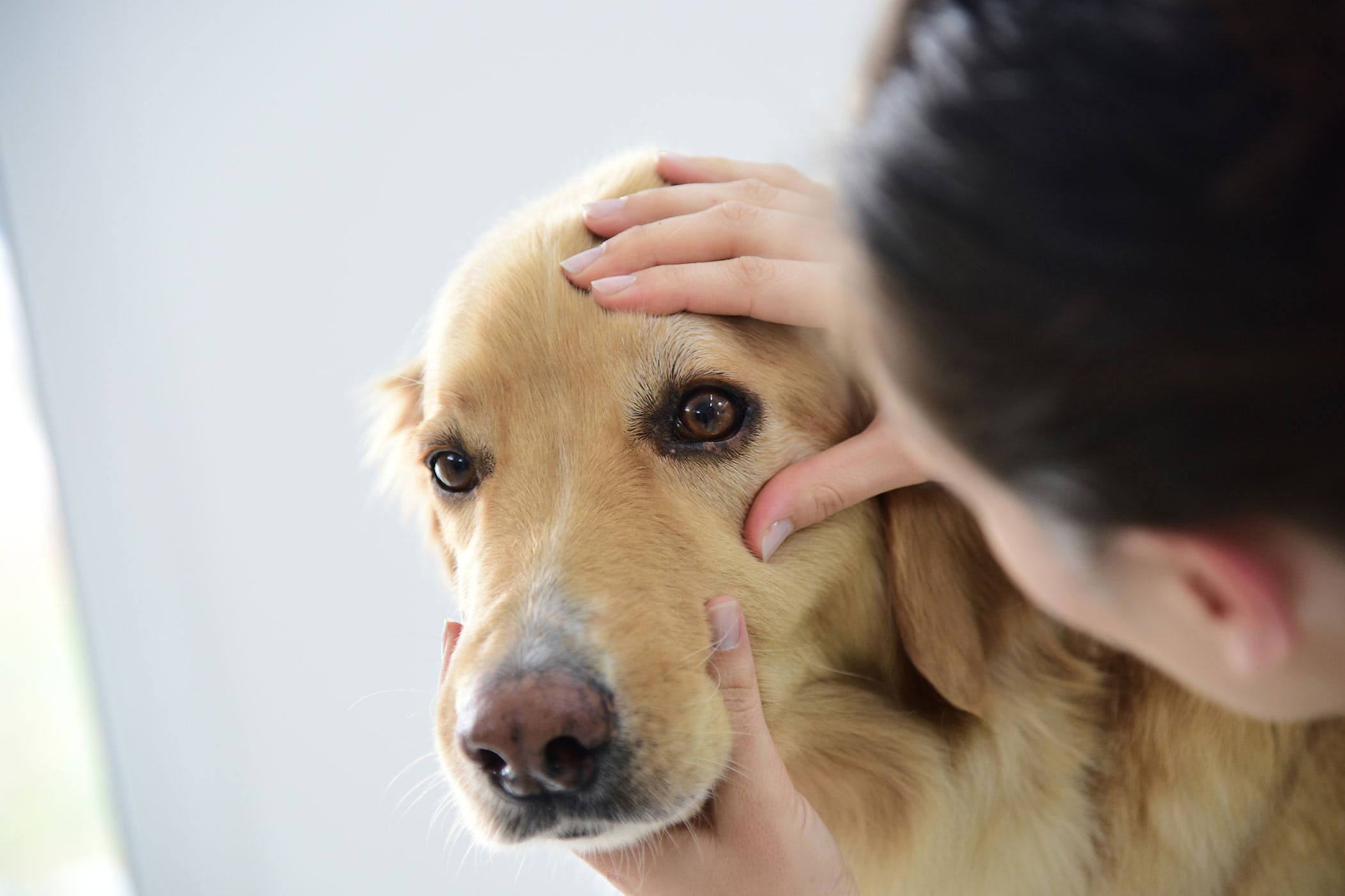 Golden Retriever dog eye examination