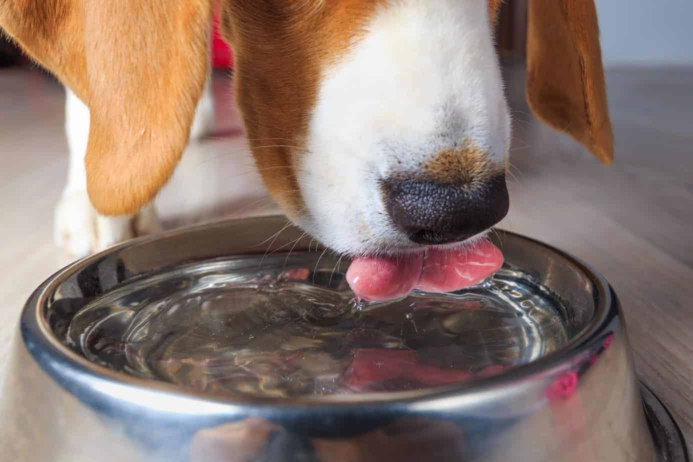 çelik su kabından su içen köpek