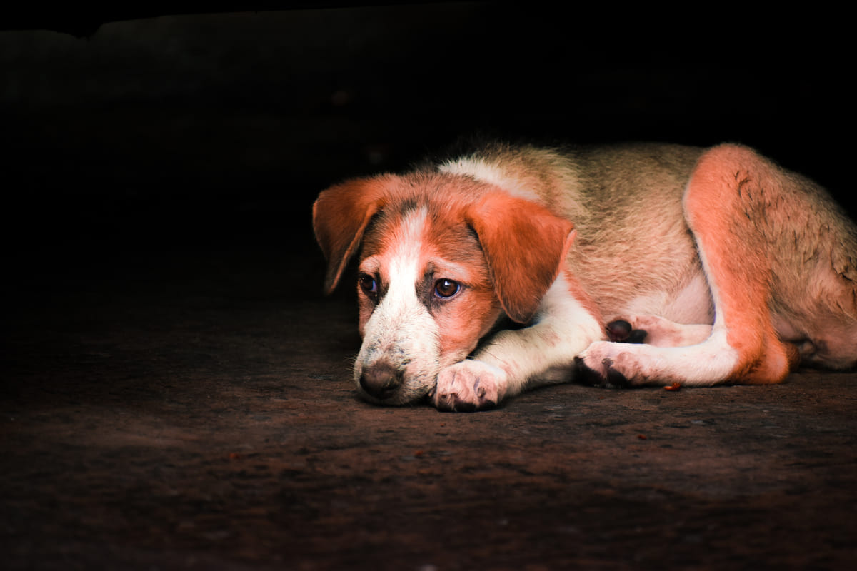 korkmuş sinmiş köpek