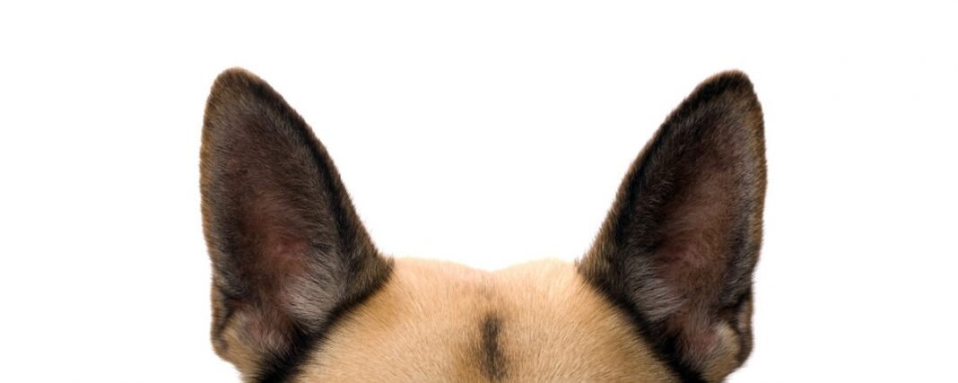 köpek kulakları