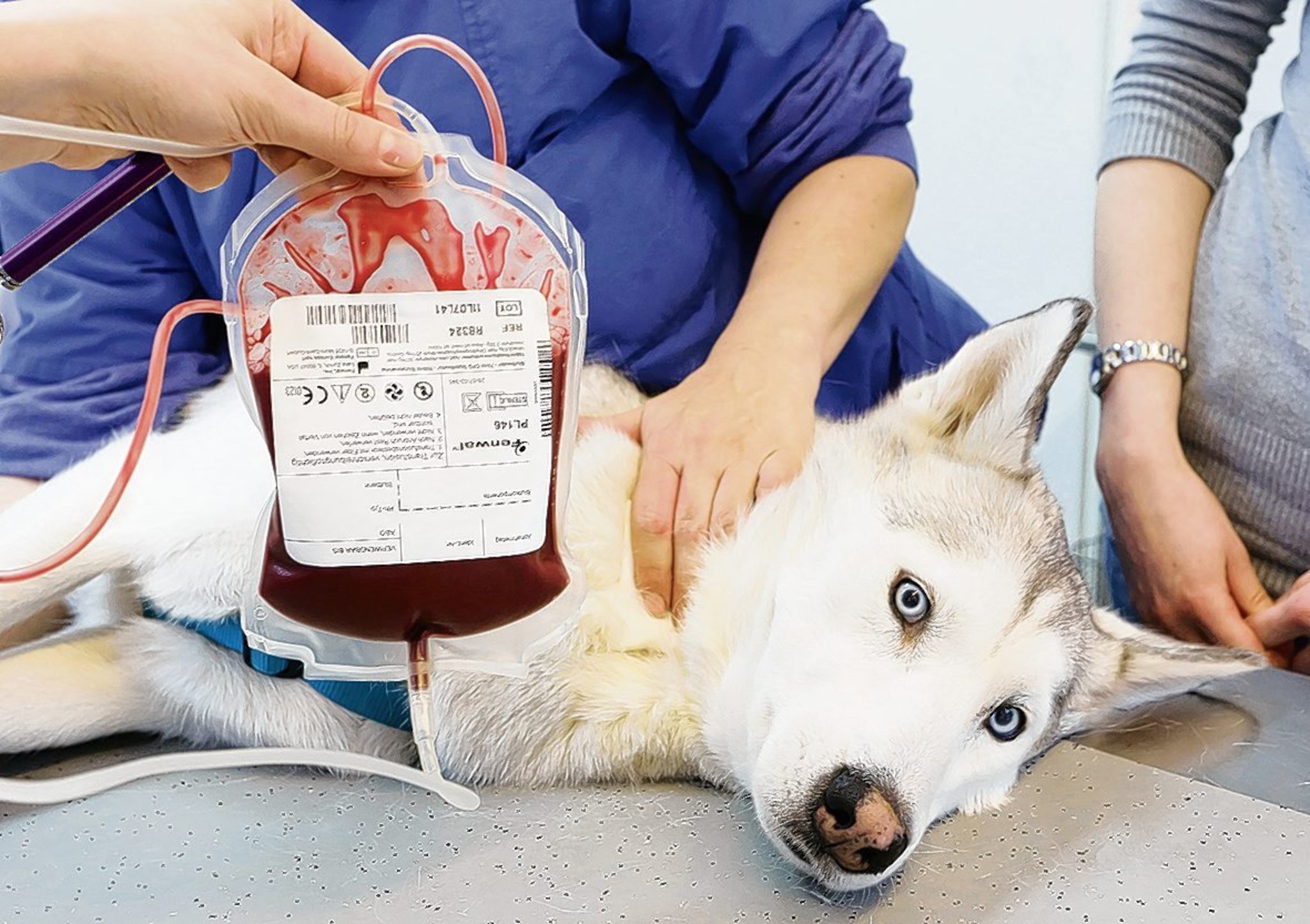 dog with blue eyes treated with blood transfusion