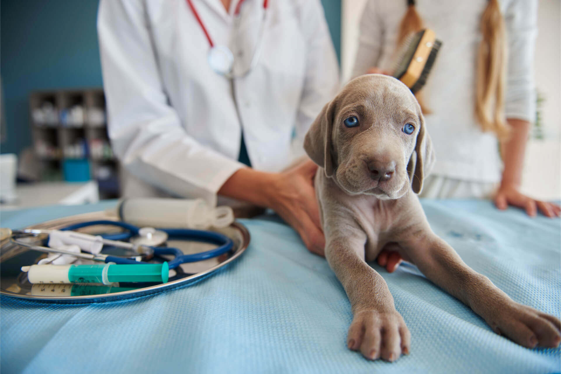 veteriner hekim kontrolünde yavru köpek