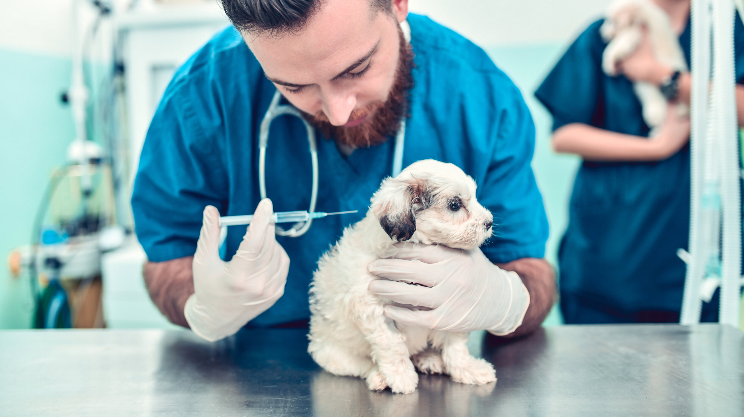 aşı olan yavru köpek