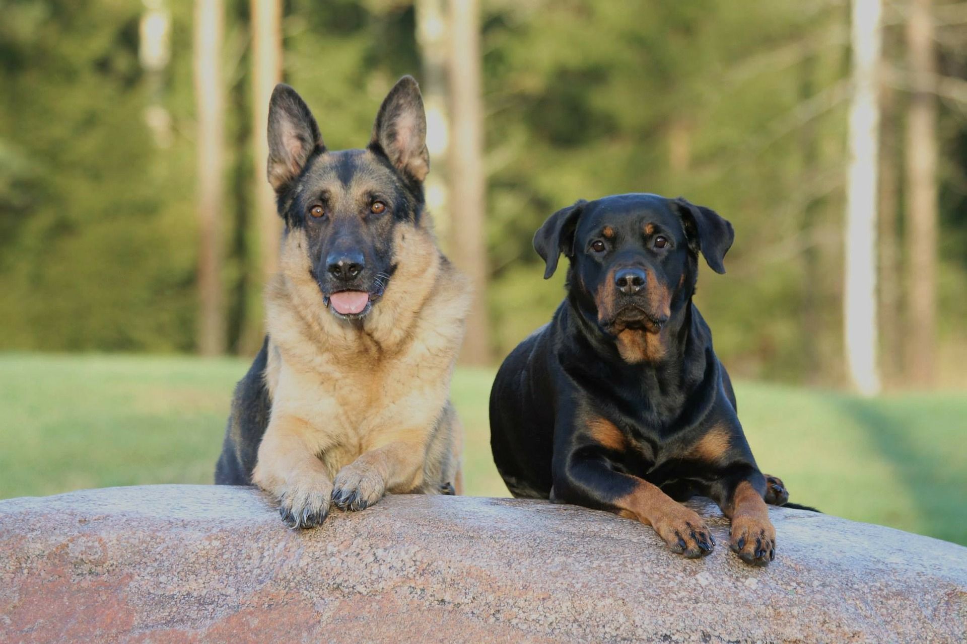 taş üstünde oturan iki köpek