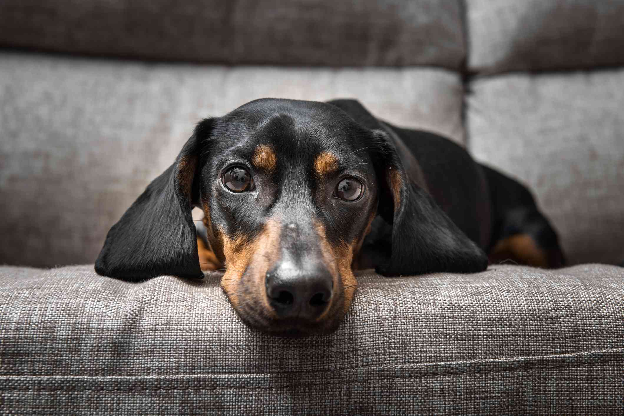 kanepede yatan siyah ve kahverengi tüyleri olan köpek