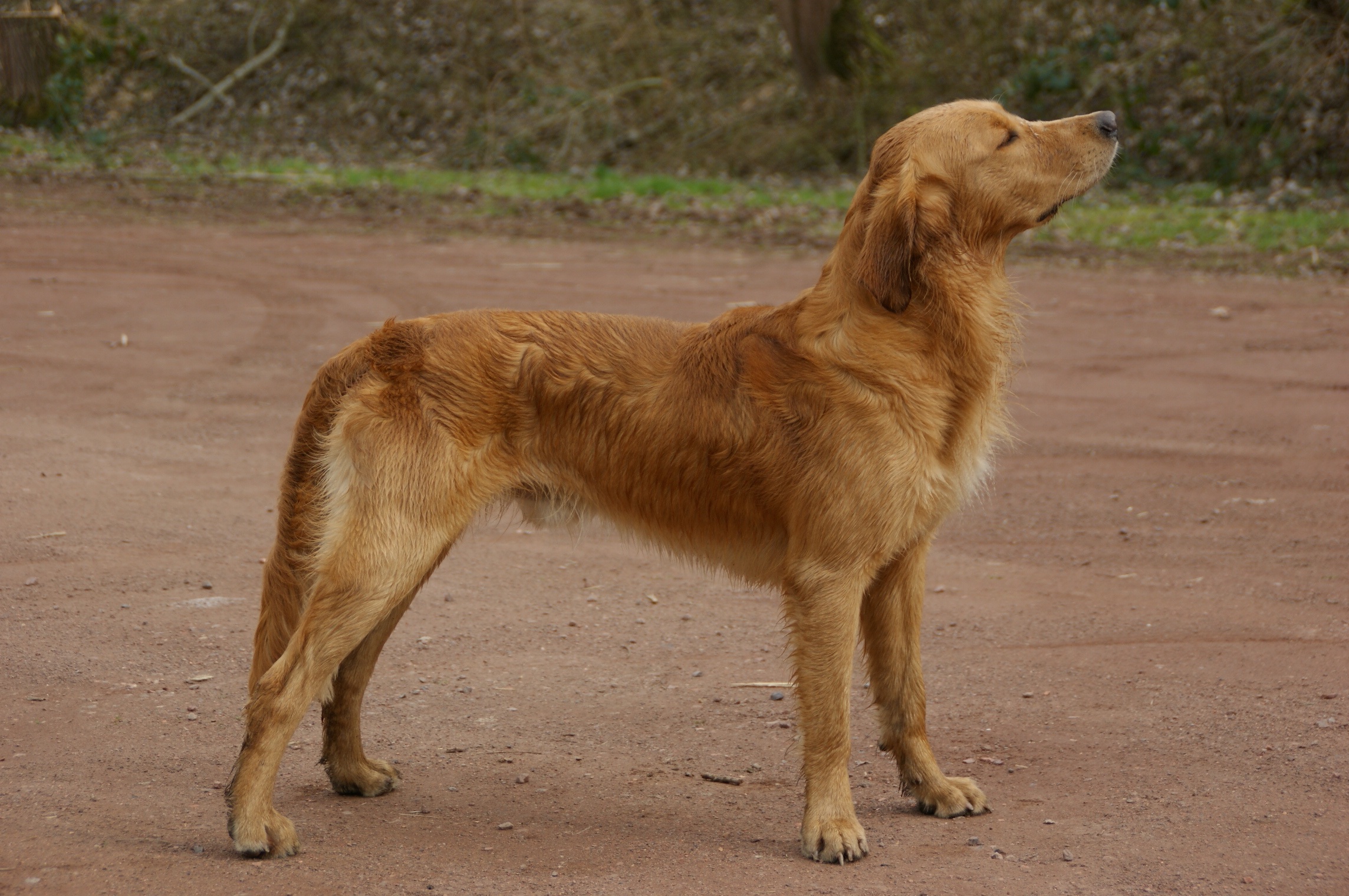 patikada duran zayıf köpek