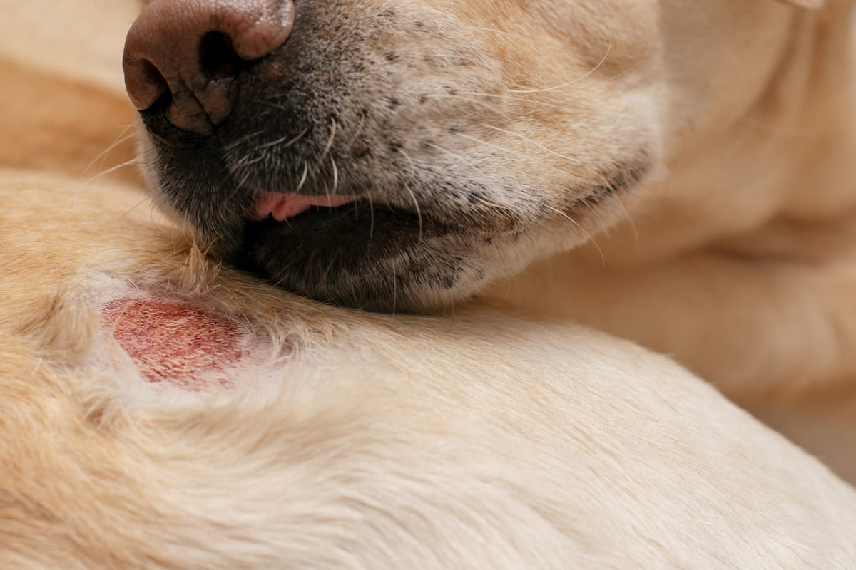 açık yarasını yalayan köpek