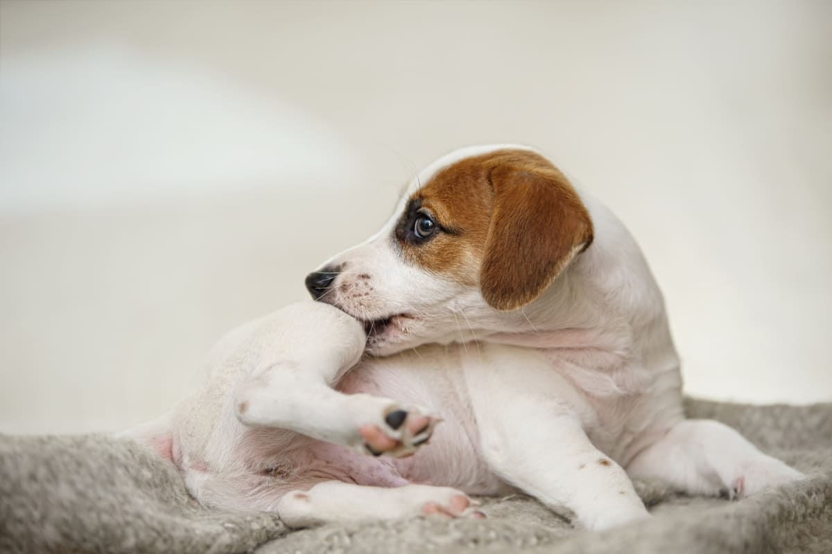 evde kaşınan köpek