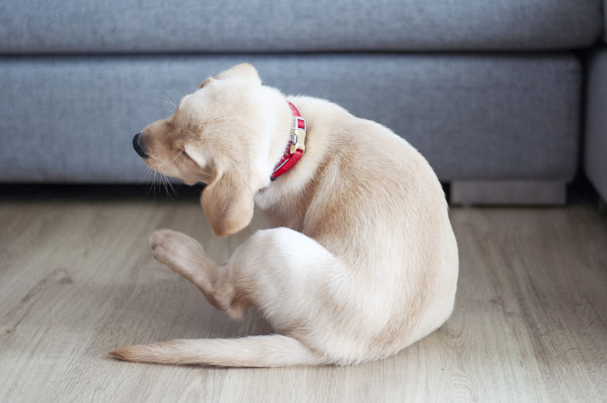 kaşınan beyaz tüylü köpek