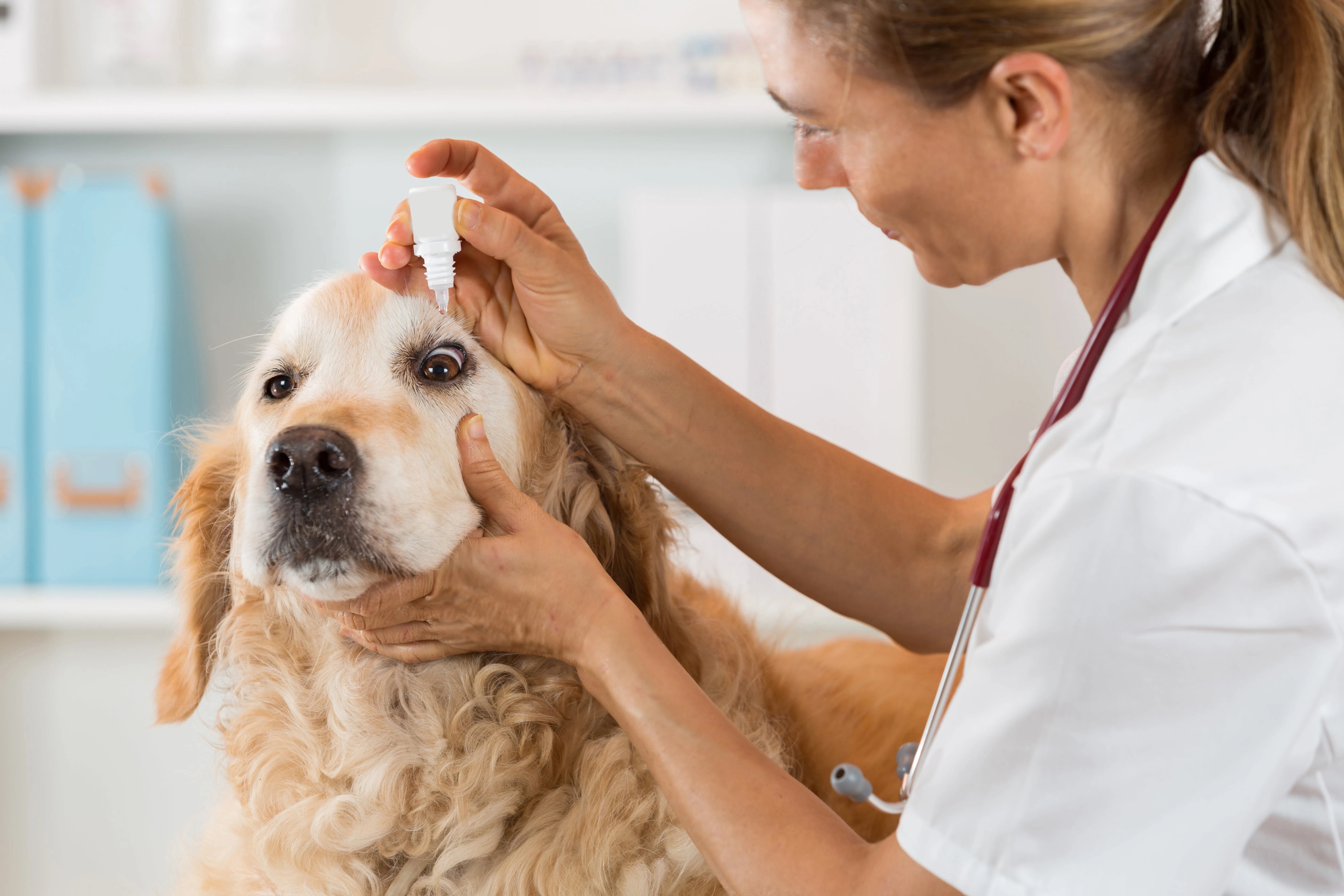 Pet clinic. Терапия животных. Гигиена собак. Собака Ветеринария.