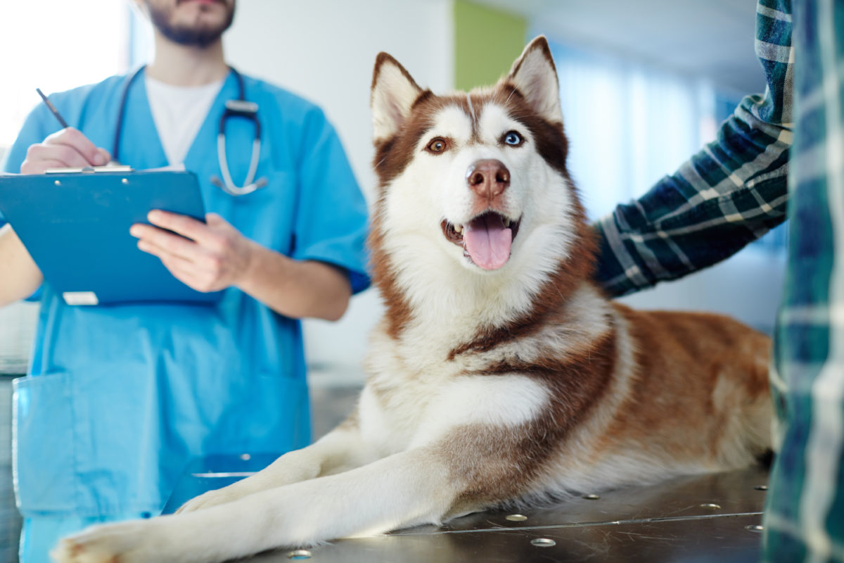 veteriner hekim tarafından muayene edilen renkli gözleri olan köpek