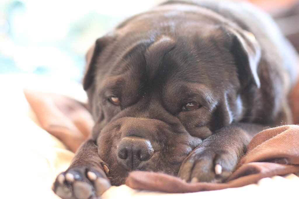 dark brown fluffy dog ​​lying down