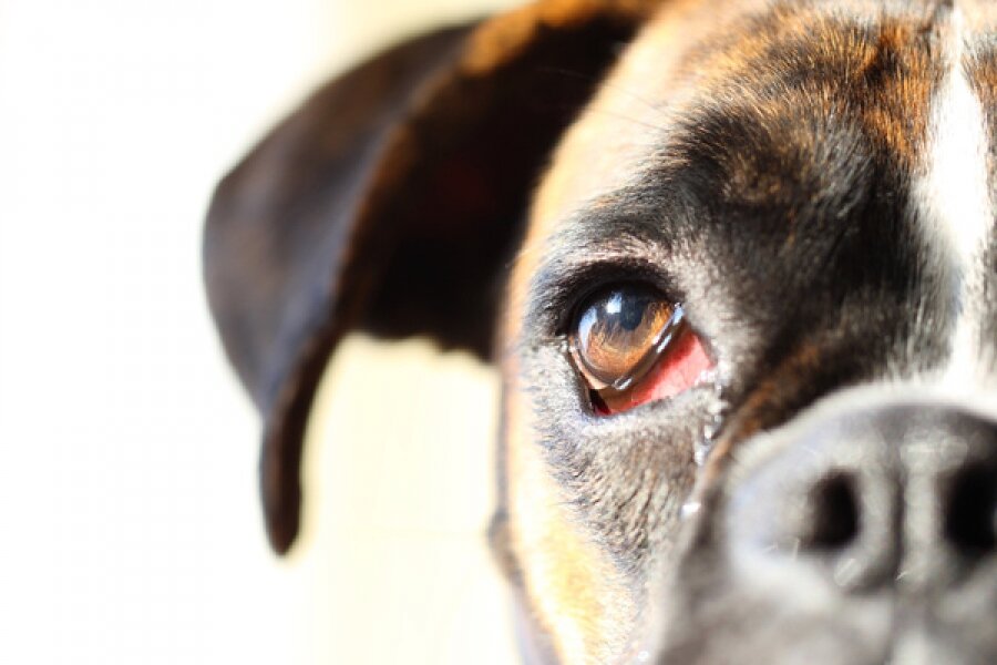 gözü kanlanmış köpek