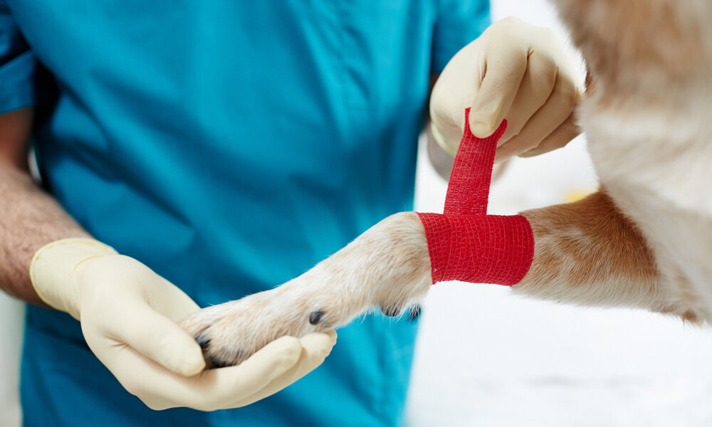 ön bacağı bandajlanan köpek