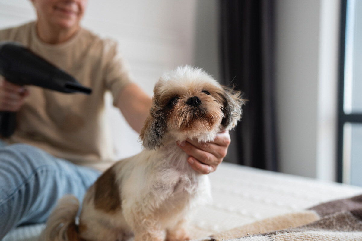 tüyleri kurutulan küçük ırk köpek